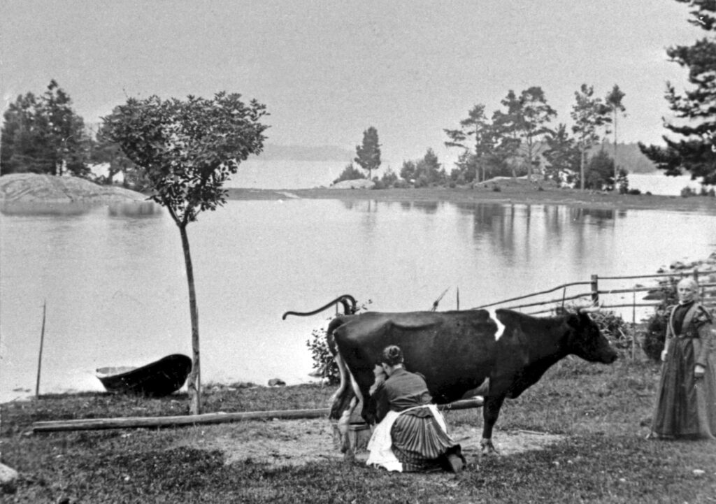 Svartvitt fotografi, en kvinna mjölkar en ko på stranden, i bakgrunden ligger en uppdragen roddbåt.