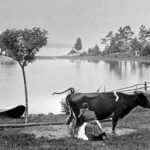 Svartvitt fotografi, en kvinna mjölkar en ko på stranden, i bakgrunden ligger en uppdragen roddbåt.