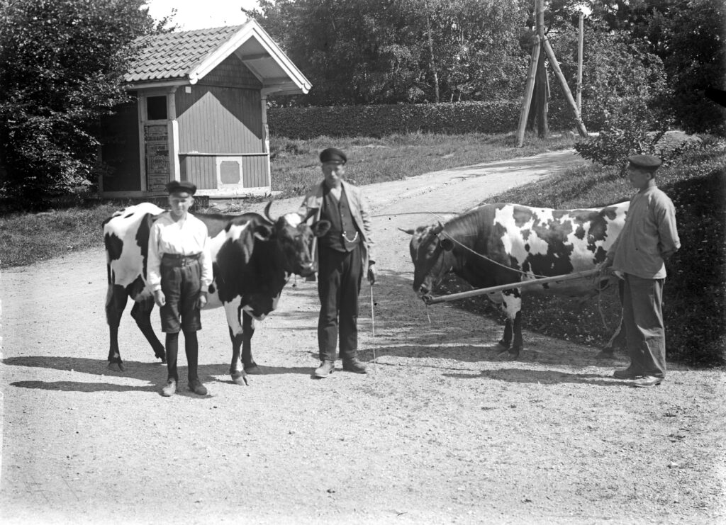 Svartvitt fotografi, en pojke och två män står och håller i en ko respektive en tjur i grimma.