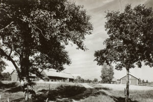 Svartvitt foto av en grusväg som slingrar sig mellan träden upp till en öppen plats där en gård med tre ekonomibyggnader ligger i solskenet.