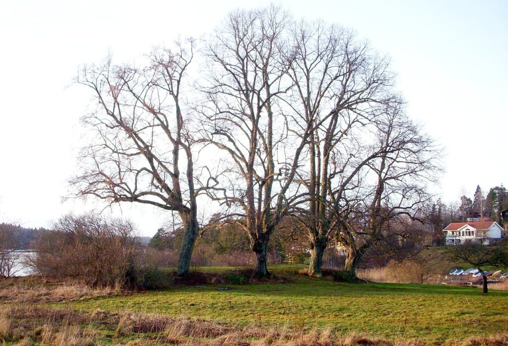 Fyra stora träd står avlövade på en öppen plats. Till vänster syns sjön och till höger ett hus.